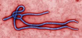 Ebola resurgence in Guinea stress importance of pandemic preparedness and response